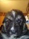 Australian Shepherd Puppies for sale in Croswell, MI 48422, USA. price: NA