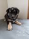 Australian Shepherd Puppies for sale in Verndale, MN 56481, USA. price: $500