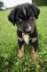 Australian Shepherd Puppies for sale in Goshen, IN, USA. price: NA