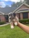 Australian Shepherd Puppies for sale in Crosby, TX 77532, USA. price: $450