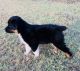 Australian Shepherd Puppies for sale in Mt Vernon, TX 75457, USA. price: NA