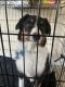 Australian Shepherd Puppies for sale in St Charles, MO, USA. price: $1,500