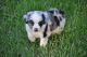 Australian Shepherd Puppies for sale in Liberty, TX, USA. price: $1,500