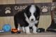 Australian Shepherd Puppies for sale in Liberty, TX, USA. price: $800