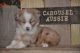Australian Shepherd Puppies for sale in Liberty, TX, USA. price: $1,800