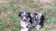 Australian Shepherd Puppies for sale in Bailey, CO 80421, USA. price: $10,001,300