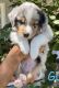 Australian Shepherd Puppies for sale in Temple City, CA 91780, USA. price: NA