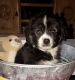 Australian Shepherd Puppies for sale in Snyder, TX 79549, USA. price: $600