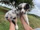 Australian Shepherd Puppies for sale in Kensington, OH 44427, USA. price: NA