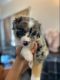 Australian Shepherd Puppies for sale in Hanover Park, IL, USA. price: NA