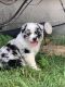 Australian Shepherd Puppies for sale in Guthrie Center, IA, USA. price: NA