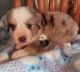 Australian Shepherd Puppies for sale in Fairfield, IA, USA. price: $800