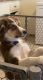 Australian Shepherd Puppies for sale in Wauwatosa, WI, USA. price: NA