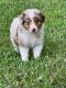 Australian Shepherd Puppies for sale in Dillon County, SC, USA. price: NA