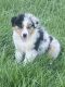 Australian Shepherd Puppies for sale in Somerset, OH 43783, USA. price: $1,000