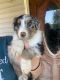 Australian Shepherd Puppies for sale in Chillicothe, OH 45601, USA. price: $650