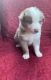 Australian Shepherd Puppies for sale in Aurora, WV 26705, USA. price: NA