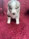 Australian Shepherd Puppies for sale in Aurora, WV 26705, USA. price: $900