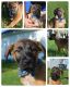 Australian Shepherd Puppies for sale in Lexington, KY, USA. price: NA