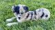 Australian Shepherd Puppies for sale in Preston, ID 83263, USA. price: NA