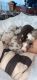 Australian Shepherd Puppies for sale in Stevensville, MD 21666, USA. price: $1,600