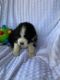 Australian Shepherd Puppies for sale in Byrnes Mill, MO 63049, USA. price: NA