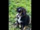 Australian Shepherd Puppies for sale in Middletown, NY 10940, USA. price: $400