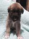 Australian Shepherd Puppies for sale in 605 Oak St, Elwood, KS 66024, USA. price: $50