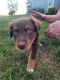 Australian Shepherd Puppies for sale in Platte, SD 57369, USA. price: NA
