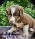 Australian Shepherd Puppies for sale in Upton, KY 42784, USA. price: $450