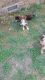 Australian Shepherd Puppies for sale in Nowata, OK 74048, USA. price: $300