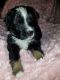 Australian Shepherd Puppies for sale in Potosi, WI 53820, USA. price: NA