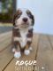 Australian Shepherd Puppies for sale in Scio, OR 97374, USA. price: $1,800