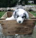 Australian Shepherd Puppies for sale in Mercer, PA 16137, USA. price: $650