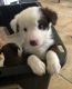 Australian Shepherd Puppies for sale in Mammoth Cave, KY 42259, USA. price: NA