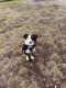 Australian Shepherd Puppies for sale in Parma Heights, OH 44130, USA. price: NA