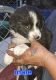Australian Shepherd Puppies for sale in Prineville, OR 97754, USA. price: $250