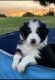 Australian Shepherd Puppies for sale in Woodlake, CA 93286, USA. price: NA