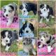 Australian Shepherd Puppies for sale in Avondale, AZ 85392, USA. price: NA