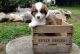 Australian Shepherd Puppies for sale in Mercer, PA 16137, USA. price: $600