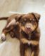 Australian Shepherd Puppies for sale in Roebuck, SC, USA. price: $700