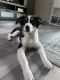 Australian Shepherd Puppies for sale in Palm Springs, CA, USA. price: $600