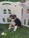 Australian Shepherd Puppies for sale in Marysville, OH 43040, USA. price: NA