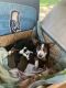 Australian Shepherd Puppies for sale in Jerome, ID 83338, USA. price: $800
