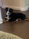 Australian Shepherd Puppies for sale in Park Hills, MO, USA. price: $600