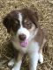 Australian Shepherd Puppies for sale in Salisbury, MD, USA. price: NA