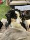 Australian Shepherd Puppies for sale in South Frontenac, ON, Canada. price: NA