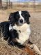 Australian Shepherd Puppies for sale in Greybull, WY 82426, USA. price: NA