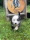 Australian Shepherd Puppies for sale in Pikeville, KY 41501, USA. price: $700
