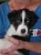 Australian Shepherd Puppies for sale in Colfax, CA 95713, USA. price: NA